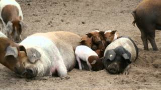 preview picture of video 'Schmuseknuddelschweine Pig-Watching @Hockmannshof Rotbunte Husumer Schweine'