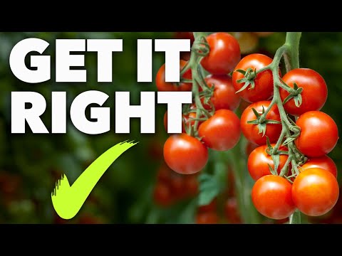 Tomato Growing Masterclass: My Blueprint to Success Every Time!
