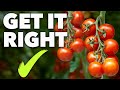 Tomato Growing Masterclass My Blueprint To Success Every Time
