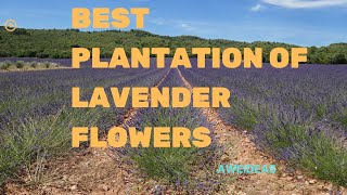 Best Plantation of Lavender Flowers / Lavender Plant