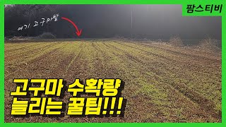 고구마 수확량증대 방법! 보리를 심어보자.