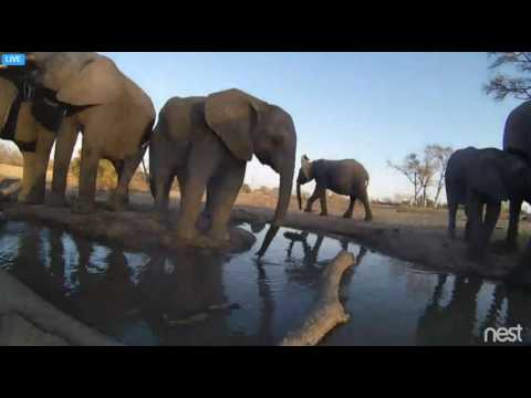Safari Live - Djuma - Elephants