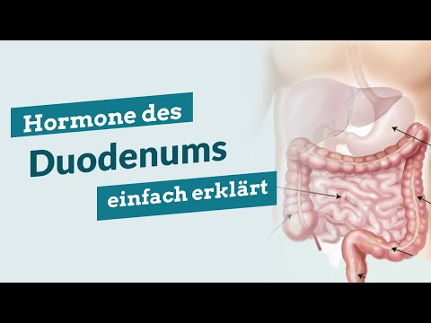 Hormone des Duodenums einfach erklärt: Motilin | Cholecystokinin | Gastric inhibitory Peptide