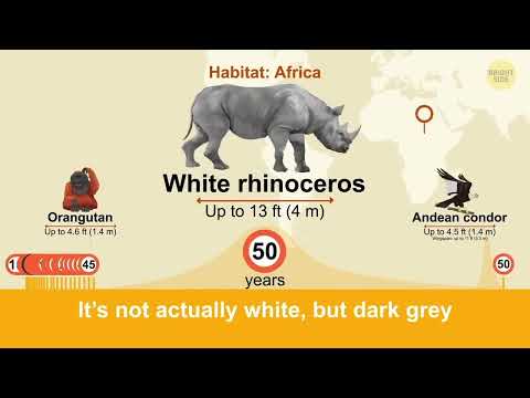 image-Which animal has longest life span?