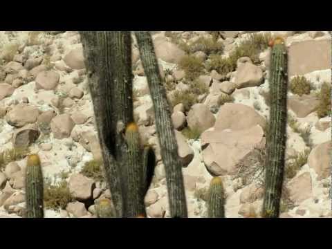 Cactus Canastero (Pseudasthenes cactorum), Huayrondo, Arequipa