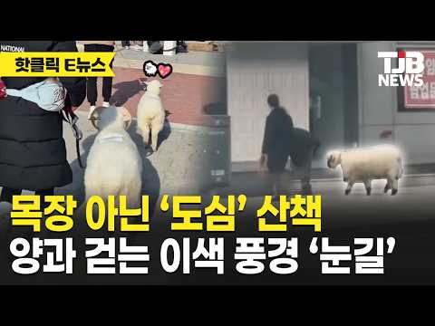 도시 한복판에서 포착된 이색 장면 ‘양 산책’