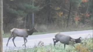 preview picture of video 'Pennsylvania Elk 2008'