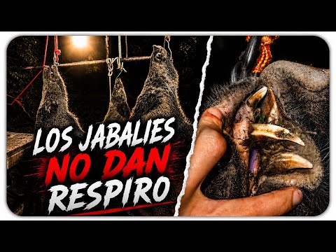 Cacería de jabalí | Coto San Benito | General Conesa, Río Negro 