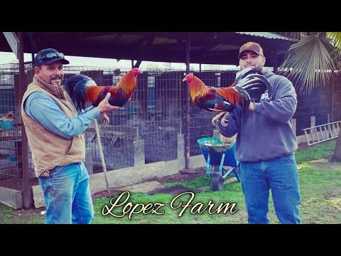 Sweater Rounhead Kelso - LOPEZ FARM - California