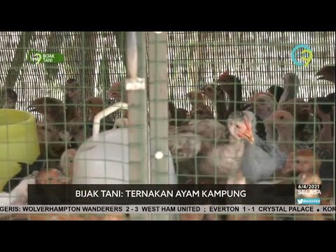 , title : 'Ternakan Ayam Kampung Beri Pulangan Lumayan'