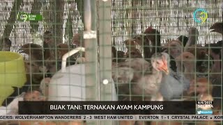 Download lagu Ternakan Ayam Kampung Beri Pulangan Lumayan mp3 Download lagu Ternakan Ayam Kampung Beri Pulangan Lumayan mp3