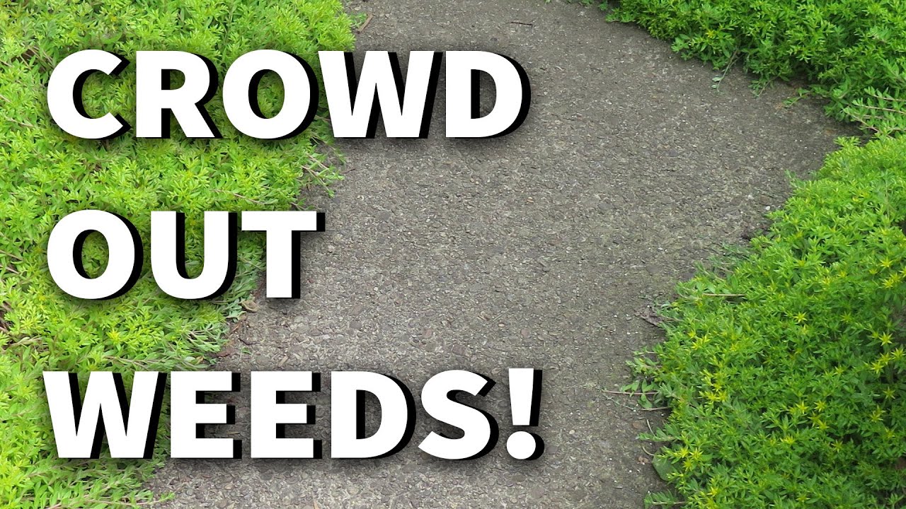 TEN Ground Covers for Weed Control +2019 May Urban Garden/Edible Landscape Tour Albopepper Walk-thru - YouTube