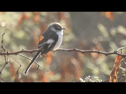 Pestrec bielobruchý (Pericrocotus erythropygius) — spev a hlas v prírode