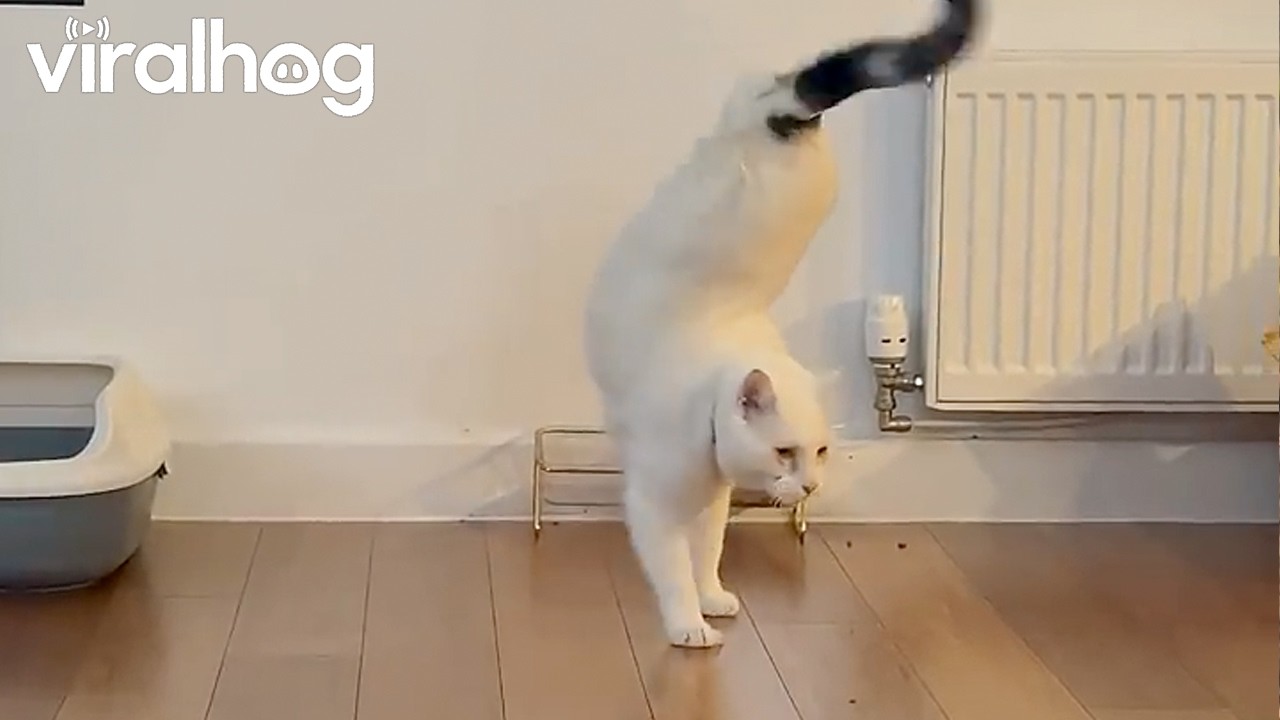 Tripod Cat Handstands Away || ViralHog