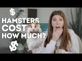 How Much Does A Hamster Cost