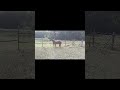 Cavalla Welsh Poney (Sezione B) In vendita 2022 Sauro