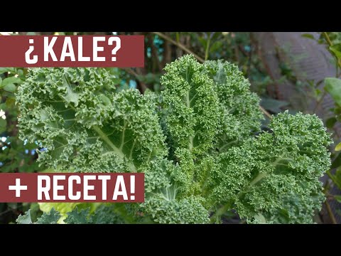 Todo Sobre el KALE - Desde la Semilla a la Mesa (Receta Incluida)