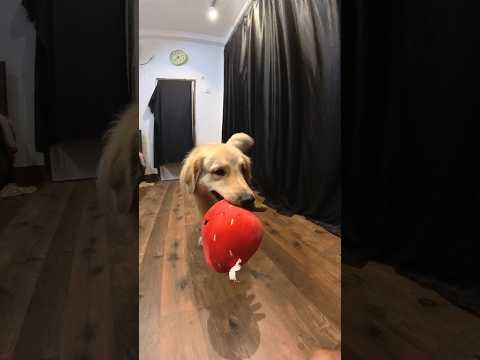 #shakeitoff #happydoggy #playtime #frooti #frootithegoldenretriever #goldenretriever