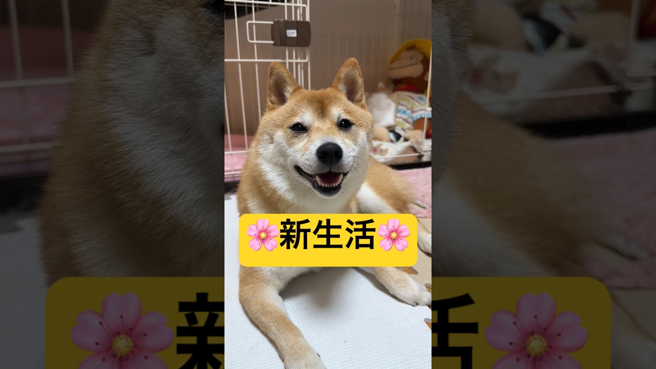 【新生活】が始まったみんなへ🐕🌸#柴犬 #豆柴 #shibainu #犬のいる暮らし #shorts