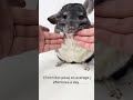 Chinchilla fact