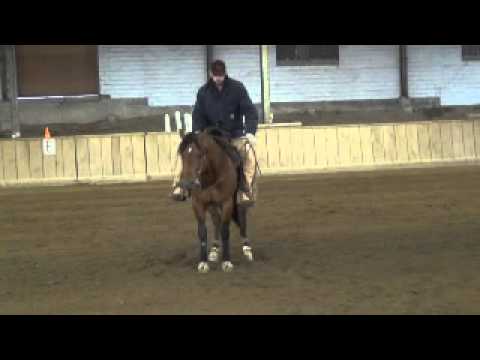 Legend Master 3 yr old stallion for sale