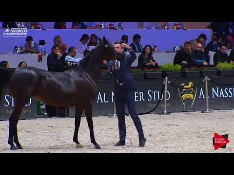 N.66 MAHARANI CF - Paris 2017 - Senior Mares (Class CM3B)