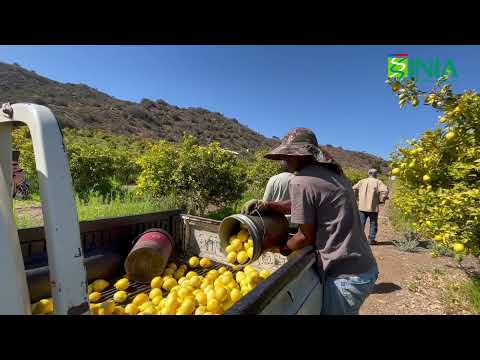 La ruta del limón de Punitaqui