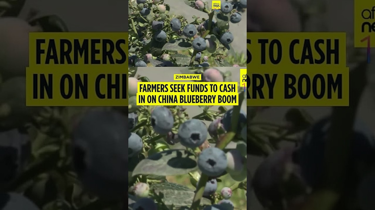 Zimbabwe launches blueberry exports to China after tariff removal opens market