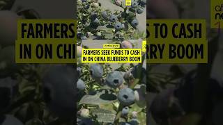 Zimbabwe launches blueberry exports to China after tariff removal opens market