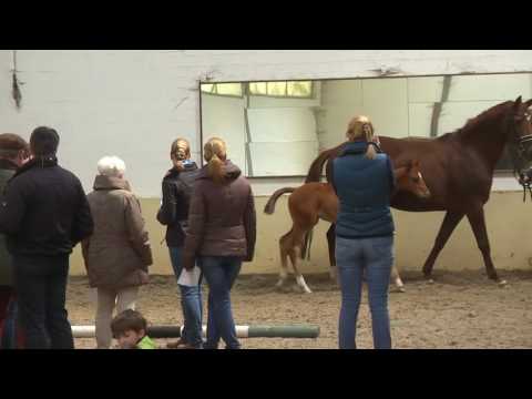 06 Stute v. Belissimo