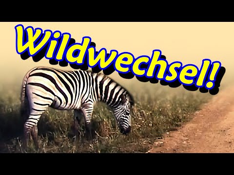 Vollbremsungen, stressender Autofahrer und interessanter Wildwechsel | DDG Dashcam Germany | #504