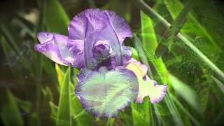 Tantric Bach by Liv & Let Liv with Dev Suroop Kaur