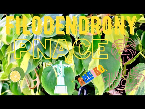 , title : 'Jak dbać o filodendrony pnące - na tapecie filodendron Brasil, Scandens i Lemon Lime'