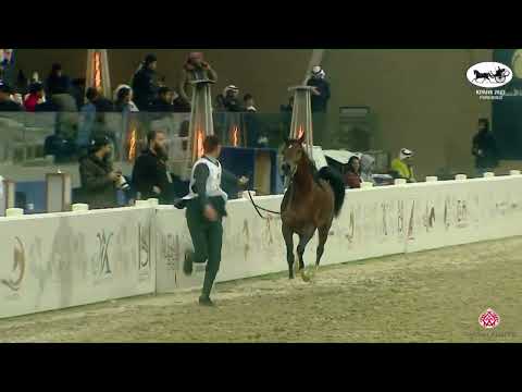 N 225 MUTBAHI ALWATAN   KPAHS Purebred Show 2023   Colts 3 Years Old Class 8