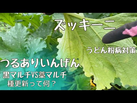 ズッキーニに牛乳は良いのでしょうか？うどんこ病も治りますか？  庭園