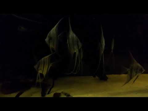 altum pterophyllum WF