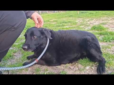 Vídeo de SABI