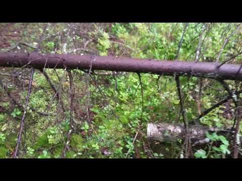 lyckan att hitta kantareller. 🥰🥰🥰🥰🥰🥰🥰🥰🥰🥰