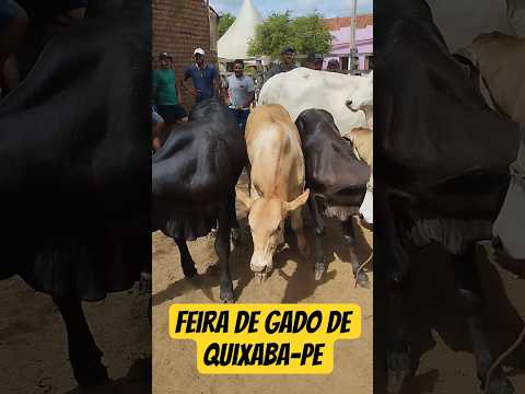 Feira de gado de Quixaba-PE