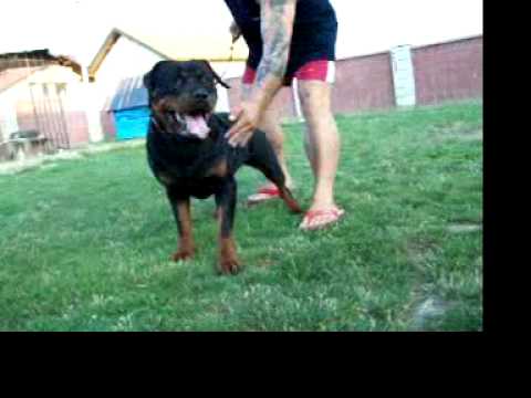 Ch Bosnia Galla Munga Stam 1