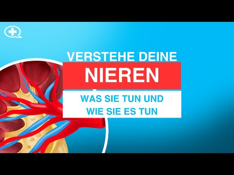 Nieren – wie sie funktionieren und warum sie so wichtig sind