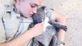 Koala joey runs over for belly tickles and cuddles