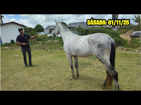 Abreu e Lima-PE Horse Fair, Saturday: 01/11/25 #bestofthenortheast #horse