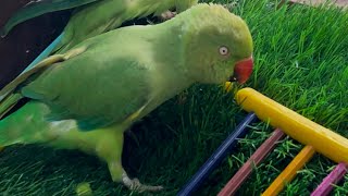 Amazing Parrot Sounds Videos Compilation | Talking Parrot | Tote Ki Awaaz #shorts