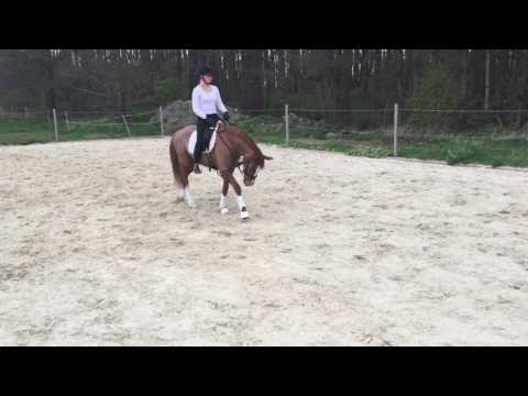 Never Forget D (FS Numero Uno x Neckar) schritt 4j Reitpony