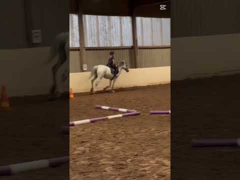 So god dang you caught me in the love again ❤️//Ewita is so cute// #equestrian #horse #ilovewita