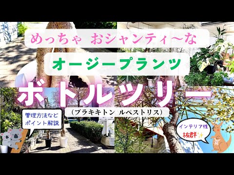 庭にあるコルク栓はどうする？ワイン愛好家が喜ぶ6つのアイデア  庭園