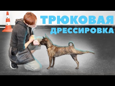 Watch the video