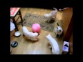 Улёт!: тайские кошки прячут воздушный шарик под кровать! - Funny Cats - 