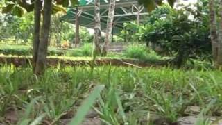preview picture of video 'EARTH CARE / SRENDENG AGROWISATA'